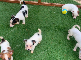 Jack Russell puppies