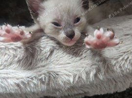 Stunning litter of six girls and one girl ready to reserve!!