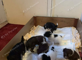 4 GORGEOUS CRESTED POWDER PUFF PUPS