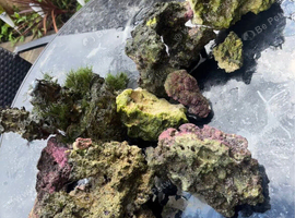 Caribbean Live Marine Rock Bundle