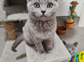 ONE LAST GIRL!! British Blue girl