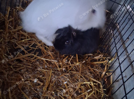 Bonded pair of female rabbits