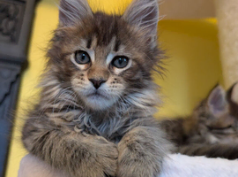 TICA Registered Maine Coon Kitten