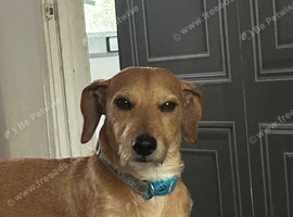 Milo is 4 year old gorgeous dog