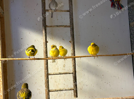 Fife Canaries