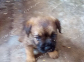 Border terrier pups (SLEM TESTED CLEAR)