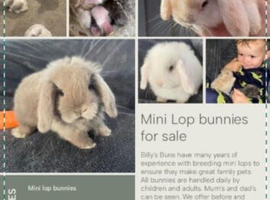 Billy buns