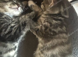 2 male kittens for sale