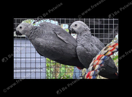 Wanted wild male baby 2026 african grey