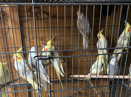 Cockatiels