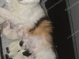 Kittens