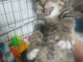 Kittens