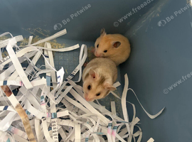 Syrian Hamster Baby&rsquo;s - Ready 8th July