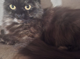 Beautiful Parsain x British long hair Mum and Daughter 3 years mum Daughter 12 months indoor home