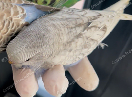 Baby, budgie  ready to the house