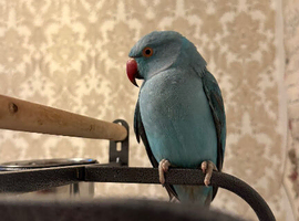 Blue Indian ringneck parakeet for sale