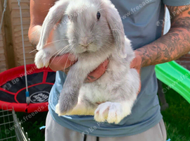 Baby rabbits