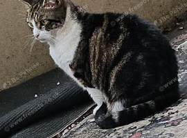Beautiful loving older cat