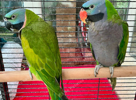 Derbyan lord derby parakeet