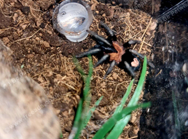 Cyriocosmus elegans Love Heart Butt adult female