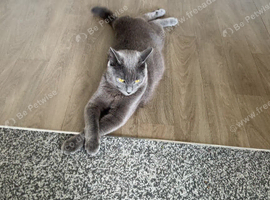 Ash. 1 year old