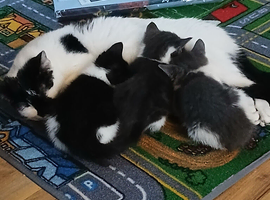 Kittens looking for loving home