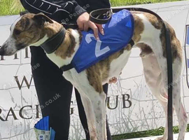Male whippet