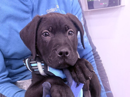 Male 4 month old presa x puppy