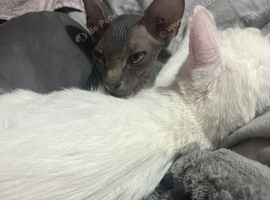 Sphinx cat linda