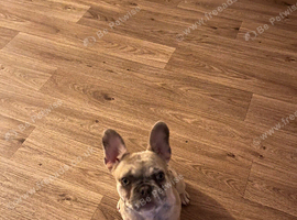 Female French bulldog pup