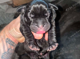 Cane corso pups for sale