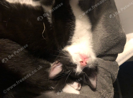 1 male tuxedo kitten (10 weeks)