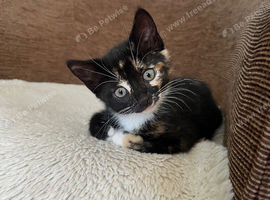 Kittens for sale
