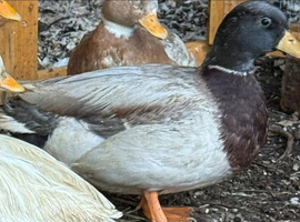 Drake call duck
