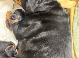 Rottweiler puppies