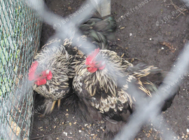 Pekin bantam cockerell