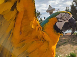 Very friendly Fully tame macaw 2 years old