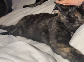 5 month old Tortie girl