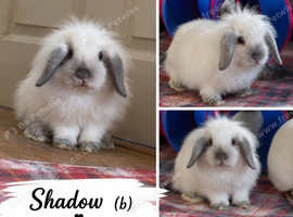 Double Maned Lionheads READY NOW