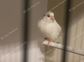 2026 German roller canary