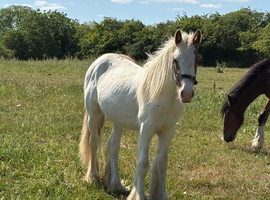 Pretty Teddy yearling cob gelding