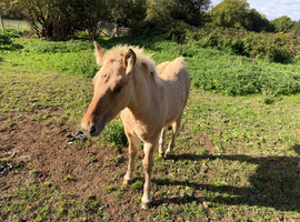 Yellow Dun Colt