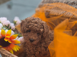 Beautiful deep red ,liver nosed toy poodle