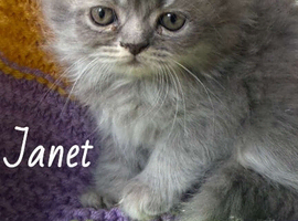 Exotic/Persian X Ragdoll BSH kittens