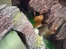 Axoloti fish