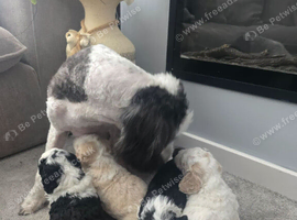 Beautiful girl sheepadoodles