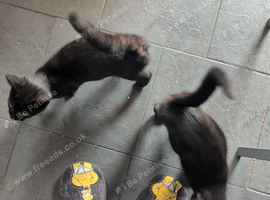 2 beautiful male kittens