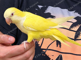 Tame yellow quaker