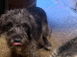 Cickerpoo