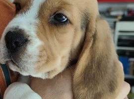 Beautiful Beagle Puppies &ndash; Ready Now &ndash; Loving Homes Wanted
